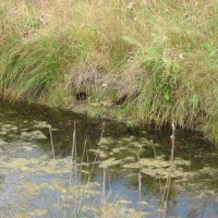 Marsh Frog